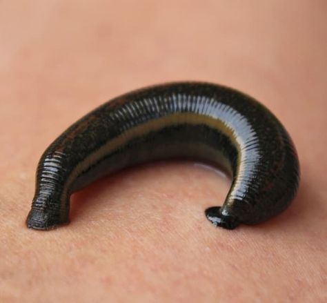 How to Get Rid of Leeches in Ponds (Quick & Safe Treatments) - Pond Informer Leech Aesthetic, Wetland Biome, Science Facts Mind Blown, Pond Netting, Pond Plants, Healthy Fish, Animal Groups, Deviant Art, A Series Of Unfortunate Events