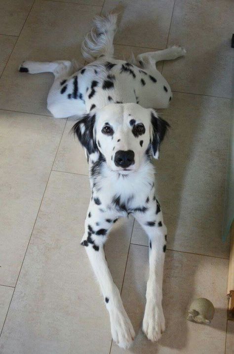 Dalmatian Long Hair, Dalmatian Dog, Long Coat Dalmatian, Long Haired Dalmatian Puppy, Long Haired Dalmatian, Reactive Dog, Dalmatian Puppy, Dalmatian Dogs, Dogs Pooping