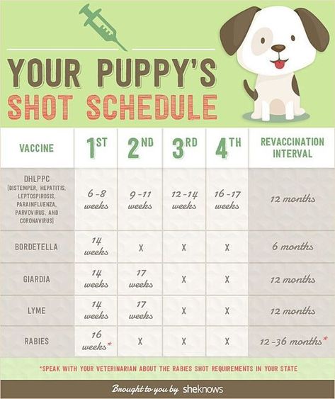 your puppy's shot schedule Puppy Shot Schedule, Puppy Schedule, Dog Minding, Positive Dog Training, Easiest Dogs To Train, Basic Dog Training, Yorkie Puppies, Training Ideas, Dog Training Advice