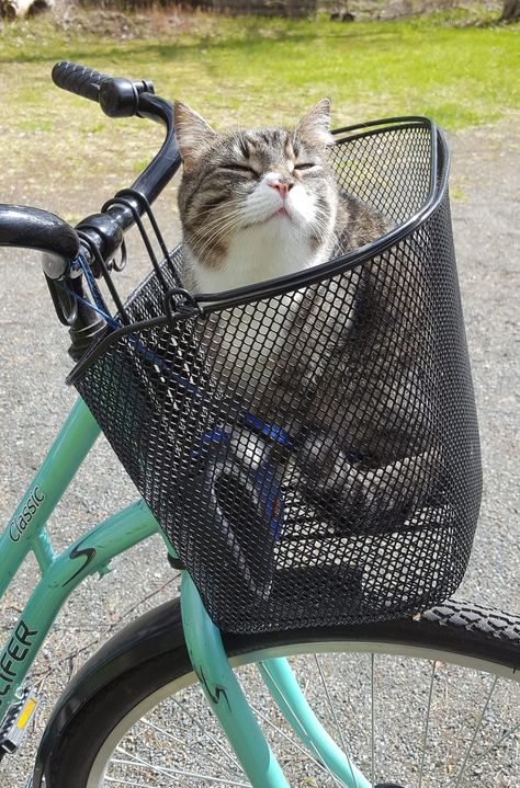 https://flic.kr/p/Vdqmty | "I want to ride my bicycle.." | Miisa the Biker Cat Tabby Cat Names, Cat House Diy, Cat Basket, Cycle Ride, Riding Bike, Bike Basket, Kitten Care, I Want To Ride My Bicycle, Kitten Pictures