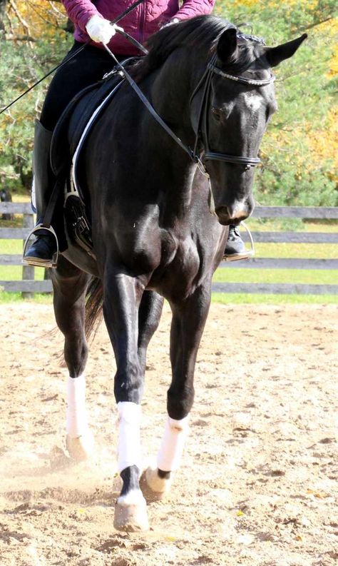 Equestrian Training, Riding Exercises, Amazing Horses, Riding Tips, Horse Knowledge, Horse Exercises, Equestrian Helmets, Training Ideas, Equestrian Helmet