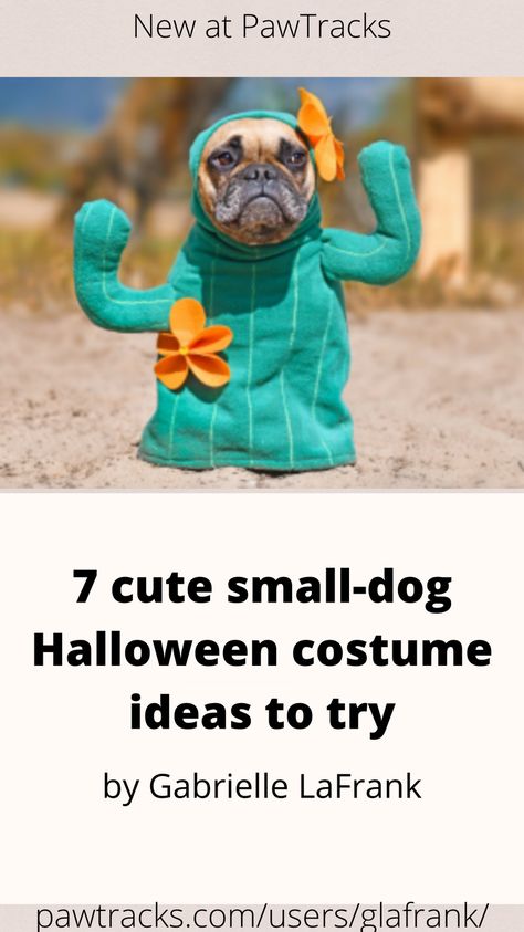 These small-dog Halloween costumes pack an extra punch of cuteness with their mini sizing, but many come (or can be made) in a variety of sizes. From DIYs to store bestsellers, these outfits for petite pups are sure to be winners come Halloween night. These are our frighteningly fabulous favorites: Small Dog Halloween Costumes, Baby Dog Costume, Beanie Baby Dog, Halloween Outfit Ideas, Teddy Bear Costume, Hotdog Costume, Outfits For Petite, Homemade Tags, Cute Small Dogs