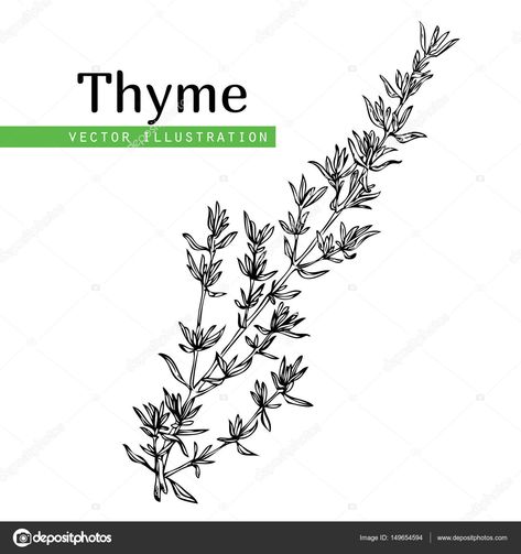 Herbs Sketch, Herb Tattoo, Herbal Leaves, Olive Branch Tattoo, Thyme Plant, Herbs Illustration, Functional Nutrition, Branch Tattoo, Dad Tattoos