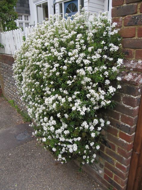 Iberis Sempervirens, Good Background, Full Sun Perennials, Rock Garden Plants, Drought Tolerant Landscape, Sun Perennials, Rock Gardens, Perennial Shrubs, Plant Information