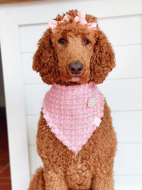 Apricot Standard Poodle, Poodle Hair, Parti Poodle, Preppy Dog, Luxury Party, Pink Tweed, Matching Sweaters, Party Events, Standard Poodle