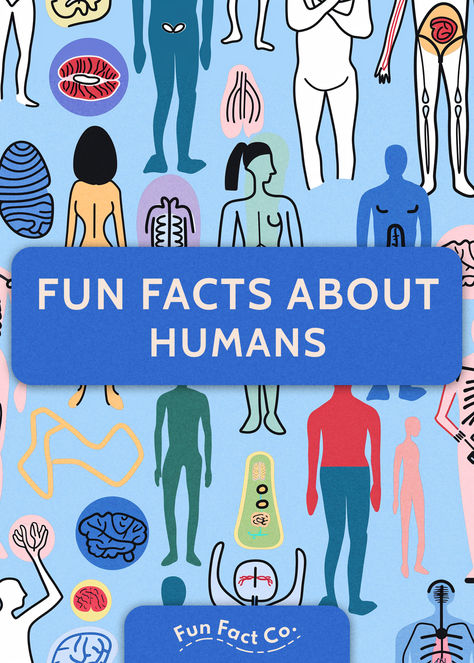 fun facts about humans illustrated poster Human Body Facts Science, Interesting Facts About Humans, Fun Facts About Me, Human Body Facts, Facts About Humans, Fun Facts For Kids, Facts About Me, Interesting Facts About World, Crazy Facts