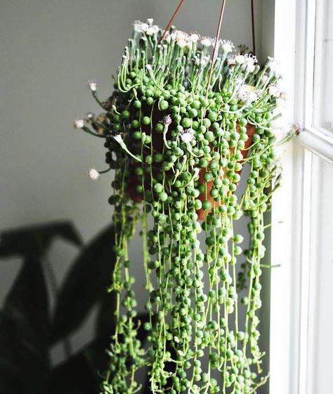 Blooming String of Pearls 😮🌸 Small Variegated String of Pearls in store now! 🙌 Phot String Of Pearls Plant, String Of Pearls, Botanical Beauty, Water Plants, Growing Plants, The Flowers, Hedges, Air Fryer, Indoor Plants