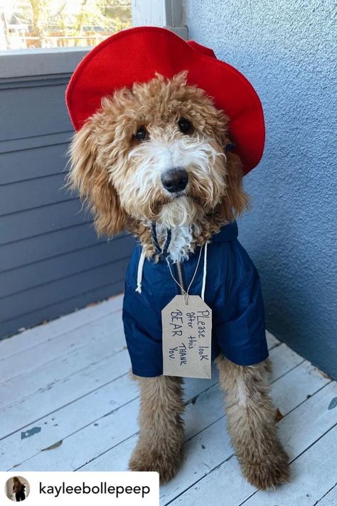 Paddington Bear Dog Costume Paddington Bear, Bear Dog, Dog Halloween Costumes, Dog Costume, Diy Holiday, Super Easy, Halloween Costumes, To Create, Teddy Bear