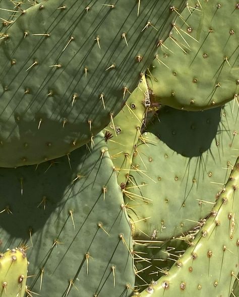 textures of the desert on iphone Desert Green, Green Desert Aesthetic, Desert Lifestyle, Desert Texture, Desert Theme, Sedona Aesthetic, Desert Aesthetic, Desert Land, Desert Oasis