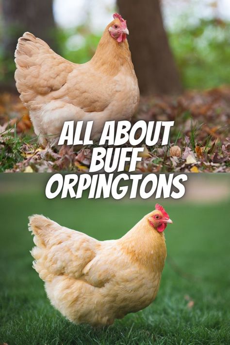 Buff Orpington Chicken, Chicken Kisses, Americauna Chickens, Chicken Breeds With Pictures, Hen Breeds, Buff Orpington Rooster, Owning Chickens, Buff Orpingtons, Orpington Chickens