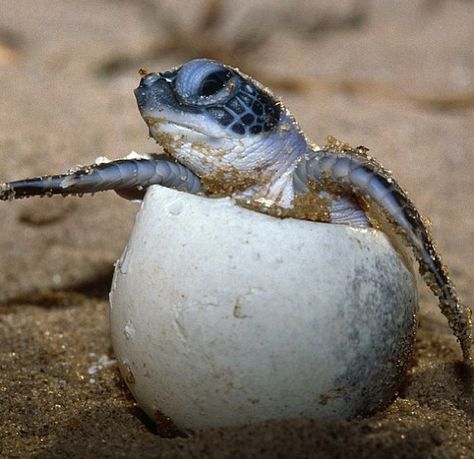 Baby sea turtle coming out of its egg #Hatching Sea Turtle Facts, Sea Turtles Hatching, Turtle Hatching, Turtle Facts, World Turtle Day, Turtle Day, Baby Sea Turtles, Baby Sea Turtle, Green Sea Turtle