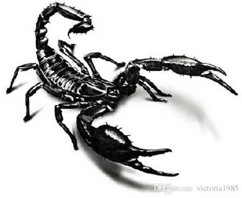 3d Scorpion Tattoo, Man Chest, Scorpion Tattoos, Deep Tattoo, Tattoo Png, Samoan Tattoos, Aztec Tattoo Designs, Scorpio Tattoo, Wild Tattoo