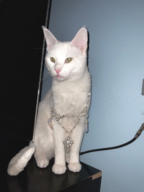 White Cat wearing silver cross neclace cybercore aesthetic Cat Wearing Necklace, Animal References, Cross Chain, My Cat, Cuteness Overload, Cross Necklace, Feelings, Animals, How To Wear