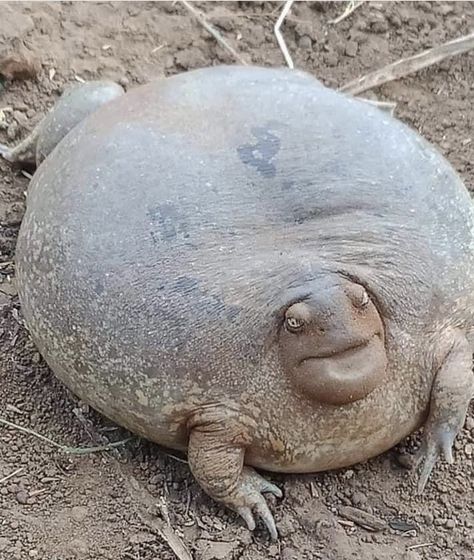 Maybe a South African Black Rain Frog. Never seen a frog like this! Weird Looking Animals, Saltwater Crocodile, Scary Animals, Chicken Breeds, Australian Animals, Frog And Toad, Cute Frogs, Reptiles And Amphibians, Weird Animals