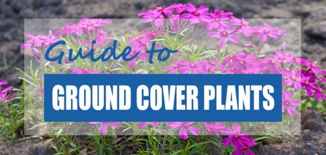 10 Best Ground Cover Plants for Around Ponds [Updated] - Pond Informer Elfin Thyme, Corsican Mint, Best Ground Cover Plants, Silver Carpet, Small Yellow Flowers, Creeping Phlox, Pond Landscaping, Front House Landscaping, Pond Plants