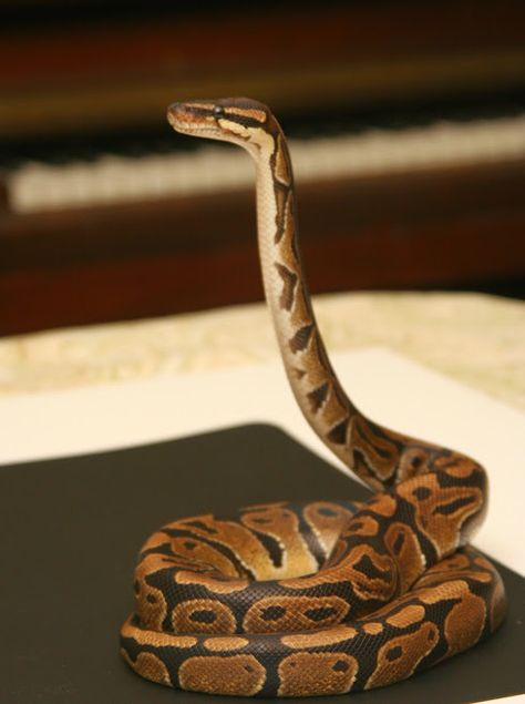 Cute Snek, Snake Terrarium, Cute Snakes, Pet Snakes, Burmese Python, Danger Noodles, Python Regius, Super Snake, Ball Pythons