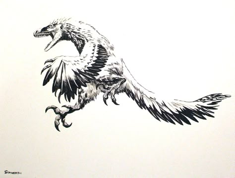 Deinonychus Deinonychus Tattoo, Deinonychus Art, Dinosaur Feathers, Raptor Drawing, Velociraptor Tattoo, Feathers Drawing, Dino Drawing, Dinosaur Sketch, Feather Drawing