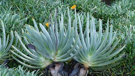 Aloe Plicatilis (Fan Aloe) Care and Propagation Guide Aloe Plicatilis, Fan Aloe, Aloe Care, Yucca Rostrata, Air Garden, Types Of Houseplants, Succulent Species, Succulent Seeds, Aloe Plant