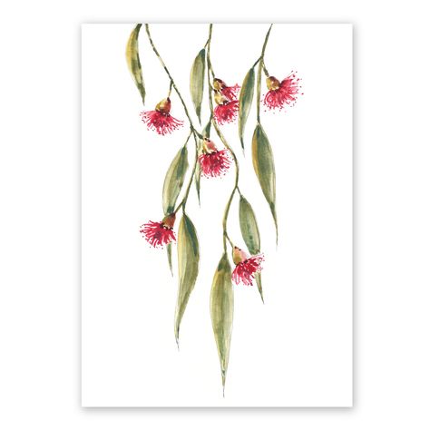 Australian Native Watercolour, Watercolour Australian Natives, Australian Christmas, Abstract Fashion, Illustration Blume, Cracked Pepper, Gift Flower, Floral Illustration, Watercolor Christmas