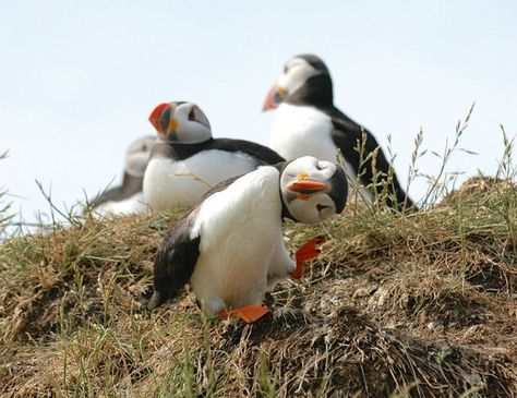 Mary Swaby- Hilarious Winners of the First Annual ‘Comedy Wildlife Photography Awards’ Photo Ideas Funny, Funny Photo Ideas, Funny Photo Editing, Comedy Wildlife Photography, Photo Animaliere, Funny Animal Photos, Photo Awards, Funny Photo, Wildlife Photos