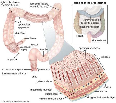 large intestine | Definition, Location, Anatomy, Length, Function, & Facts | Britannica Intestines Anatomy, Digestive System Anatomy, Nurse Study, Human Digestive System, Small Intestine, Medical Student Study, Nursing School Survival, Nursing Schools, Human Body Anatomy