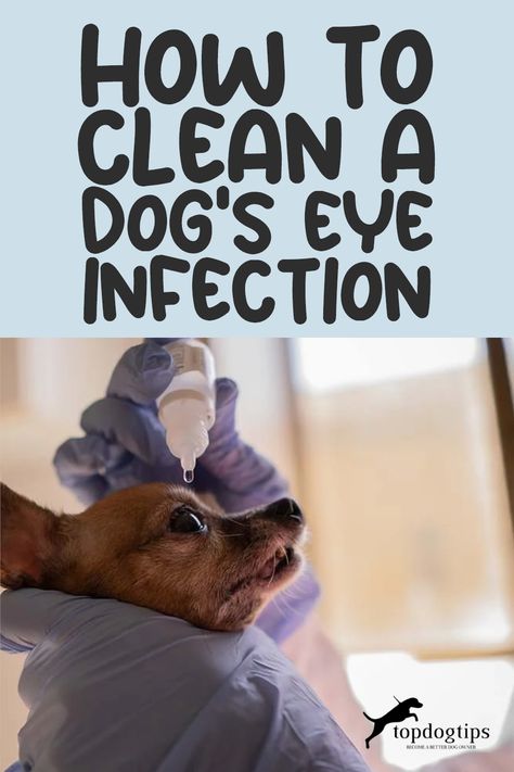 A dog's eye infection can be uncomfortable and concerning. 🚨🐶 Cleaning is crucial, but it needs to be done with care and the right knowledge. How can you safely clean your dog's eye infection and provide some relief? Peek into our guide for safe and soothing steps to clean your dog's eye infection! 📘🧼" Dog Skin Irritation Remedies, Yeast In Dogs Ears, Eye Allergy Relief, Eye Infection In Dogs, Eye Wash Solution, Eye Drops For Dogs, Yeast In Dogs, Swelling Remedies, Eye Medicine