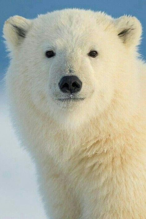 Photo Ours, Polar Bear Art, Snow Bear, Wild Animals Photos, Photo Animaliere, White Polar Bear, Cute Polar Bear, Bear Pictures, Teddy Bear Stuffed Animal