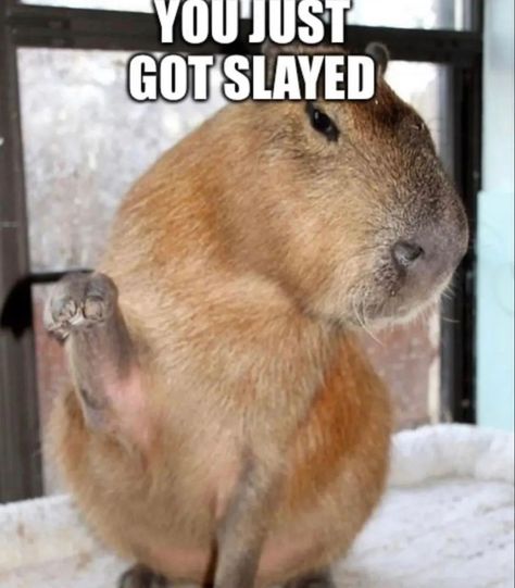 Capybara Meme, Capybara Pet, Exotic Pet, Photo Cute, Funny Pix, Reaction Memes, Baby Animals Funny, Art Cute, Very Funny Pictures