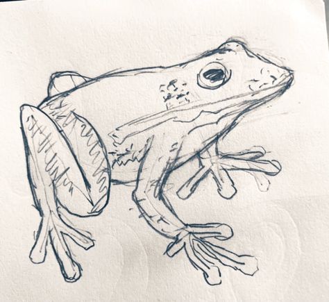 Frog In Car Drawing, Toad Sketch Drawings, Tree Frog Drawing, Toad Drawing, Frog Sketch, Doodle Pencil, Drawing Bases, Frog Drawing, Wings Drawing