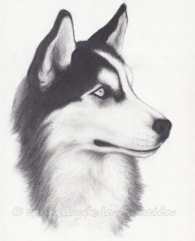 Images By Audrey Lipkind On Drawings C41 Husky Tattoo, Husky Drawing, A Husky, Siberian Huskies, Animal Sketches, Blue Heeler, Wolf Art, Dog Drawing, Cebu