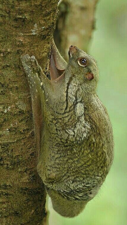 The Sunda Colugo Flying Lemar (Galeopterus Variegatus) also known as the Malayan Flying Lemar or the Malayan Colugo, is a species of colugo. Sunda Colugo, Flying Lemur, Animals Unique, Strange And Unusual, Interesting Animals, Unusual Animals, Rare Animals, About Animals, Silly Animals