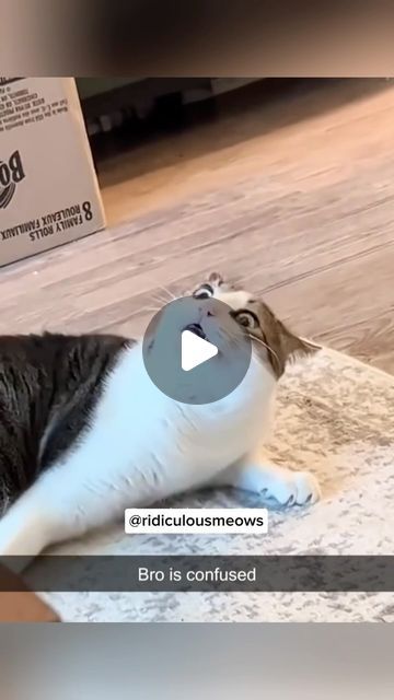 67K views · 14K likes | funny cats on Instagram: "Send this to somebody … • • • • • #catmemes #catlovers #catmeme #funnyvideos #funny #funnymeme #funnyvideo #funnycats #funnycat #funnycats #funnyfails #fail #failvideo #catsofinstagram #catsofworld" Funny Fails Videos, Funny Animal Fails, Fails Videos, Funny Cat Fails, Animal Fails, Cat Fails, Fail Video, March 20, Funny Fails