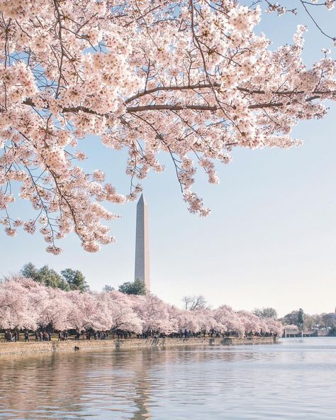 Washington DC Cherry Blossom Festival // Tidal Basin Washington Monument Washington Dc Aesthetic, Dc Aesthetic, Fashion New York, Jefferson Memorial, Blossom Season, Arlington National Cemetery, College Advice, Cherry Blossom Festival, Cherry Blossom Season