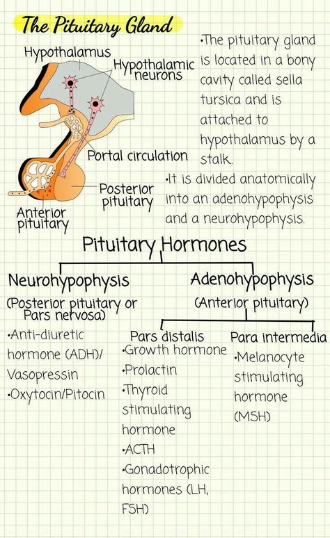 Chemical Coordination And Integration Notes, Biopsychology Notes, Endocrinology Notes, Pituitary Gland Anatomy, Neuroscience Notes, Endocrine System Notes, Chemical Coordination And Integration, Basic Biology, Nursing School Studying Cheat Sheets