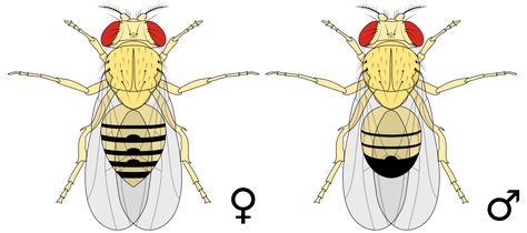 File:Biology Illustration Animals Insects Drosophila melanogaster.svg Biology Illustration, Drosophila Melanogaster, Apologia Biology, Illustration Animals, Fruit Flies, Jewelry Design Inspiration, Red Eyes, Genetic, Life Cycles