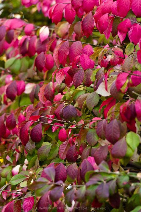 Euonymus alatus 'Compactus' (Kardinaalshoed), verkleurt prachtig rood in herfst, mooi vertakte, wat horizontaal groeiende struik, heeft kurklijsten, kan in ruime kuip, stelt weinig eisen Plants Library, Hillside Planting, Euonymus Alatus Compactus, Euonymus Alatus, Topiary Plants, Garden Farm, Burning Bush, Purple Plants, Farm Food