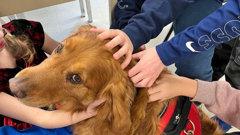 4 Legged SEL: How to Start a Therapy Dog Program in Elementary School | Edutopia Elementary Counselor, Animal Assisted Therapy, Fear Of Dogs, Dog Therapy, Animal Therapy, Reading Buddies, Social And Emotional Learning, School Social Worker, Middle School Teacher