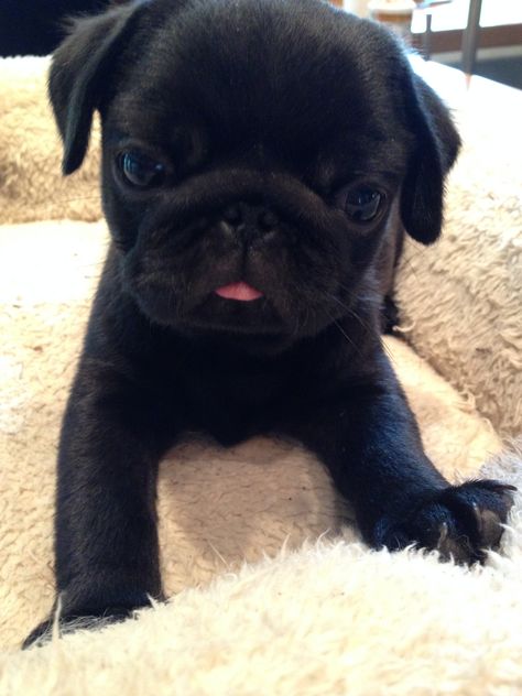 Baby Black Pug, Funny Pug Videos, Teacup Pug, Black Pugs, Pet Pug, Black Pug Puppies, Cute Pug Puppies, Baby Pugs