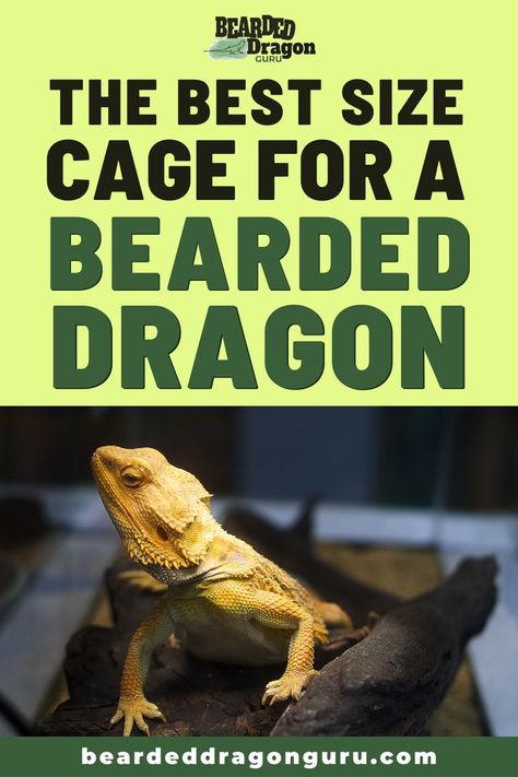 Bearded Dragon Setup, Diy Bearded Dragon Enclosure, Bearded Dragon Hammock, Best Small Pets, Bearded Dragon Diy, Bearded Dragon Enclosure, Bearded Dragon Terrarium, Bearded Dragon Cage, Bearded Dragon Habitat