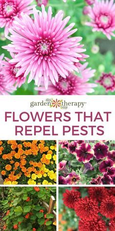 Plants That Deter Aphids, Flowers For Garden Pest Control, Flowers That Repel Bugs, Bug Deterring Plants, Plants That Repel Aphids, Flowers That Repel Insects, Flowers That Repel Mosquitos, Plants That Repel Ticks, Periannual Flowers