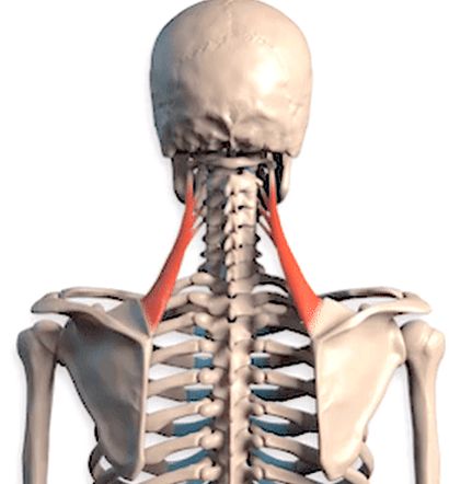 Levator Scapulae Muscle, Levator Scapulae, Anatomy Medical, Neck Exercises, Shoulder Pain, A Desk, Human Anatomy, Chronic Pain, Anatomy