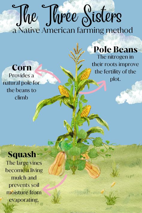 Native American Farming, 3 Sisters Planting Native American, Corn Beans Squash Three Sisters Art, Three Sisters Corn Beans Squash, Three Sisters Recipes Native Americans, Three Sisters Native American Craft, Pole Beans Growing, Corn Beans Squash Three Sisters, Three Sisters Planting Method