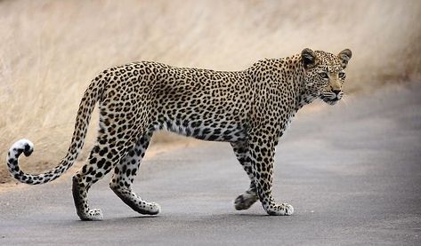 Leopard Walking, Leopard Pictures, Female Leopard, Jaguar Leopard, African Leopard, Leopard Tattoos, Leopard Animal, Large Cats, African Animals