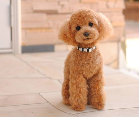 28 Wool Animals That Will Make You Look Twice You Poodle Haircut, Poodle Teddy Bear Cut, Toy Poodle Haircut, Puppy Haircut, Poodle Hair, Amazing Toys, Poodle Haircut, Making Toys, Poodle Cuts