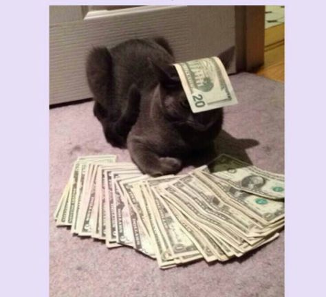 Dinero gato Funniest Cats, Money Cat, Best Of Tumblr, Funny Pets, Cat Sitting, Cat Wallpaper, Silly Cats, All About Cats, Best Funny Pictures