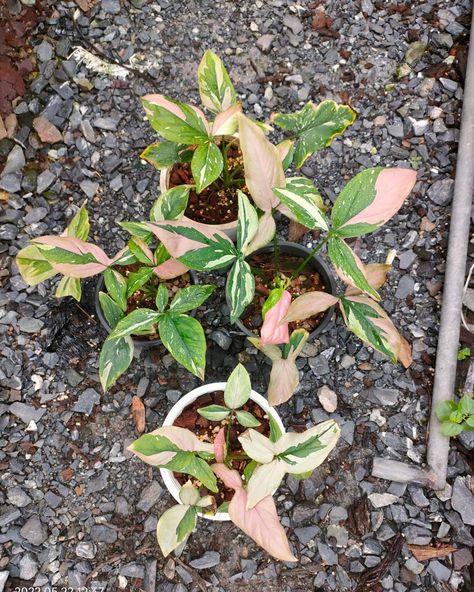 Syngonium Red Spot Tricolor: Complete Care Guide & Tips Arrowhead Vine, Inside Plants, Best Indoor Plants, Variegated Plants, Unique Plants, Plant Collection, Types Of Soil, Colorful Leaves, Green And Red