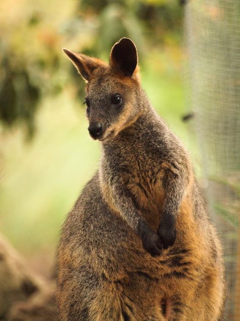 Taronga Zoo Sydney, Australia Animals, Australia Sydney, Zoo Animals, Australia Travel, Eras Tour, Travel Pictures, Kangaroo, Sydney