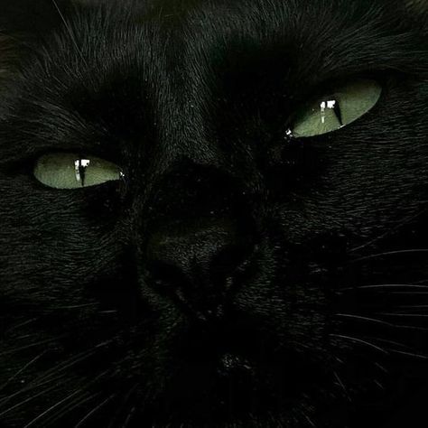 Dark Green Aesthetic Slytherin, Green Aesthetic Slytherin, Aesthetic Dark Green, Black Cat With Green Eyes, Aesthetic Slytherin, Cat With Green Eyes, Dark Green Aesthetic, Slytherin Aesthetic, Aesthetic Dark