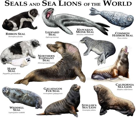 Seals and Sea Lions of the World by rogerdhall on DeviantArt Galapagos Sea Lion, Leopard Seal, Animals Information, Sea Mammal, Elephant Seal, Animal Species, Marine Mammals, Animal Facts, Animal Posters