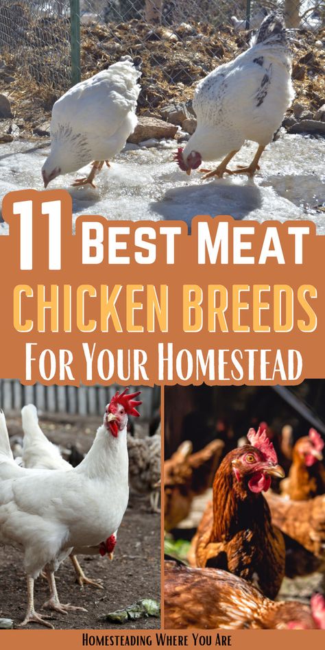 Are you looking to add meat chickens to your homestead? Not all chicken breeds are ideal for meat production. You want to make sure you pick a meat chicken breed or a dual purpose chicken breed. Here are some of my top suggestions. Meat Chickens Breeds, Raising Meat Chickens, Chickens 101, Laying Chickens Breeds, Homestead Animals, Best Egg Laying Chickens, Laying Chickens, Meat Birds, Portable Chicken Coop